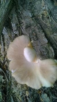 Pleurotus ostreatus image