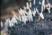 Xylaria hypoxylon image