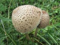 Macrolepiota clelandii image