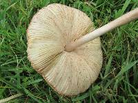 Macrolepiota clelandii image