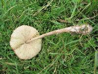 Macrolepiota clelandii image