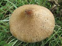 Macrolepiota clelandii image