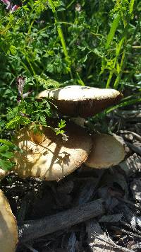 Agrocybe putaminum image