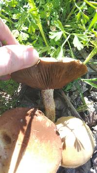 Agrocybe putaminum image