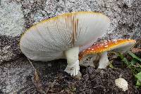 Amanita muscaria image
