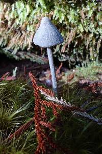 Entoloma hochstetteri image