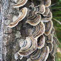 Trametes versicolor image