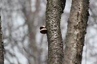 Piptoporus betulinus image