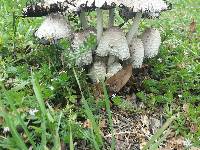 Coprinus comatus image