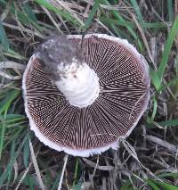 Agaricus campestris image