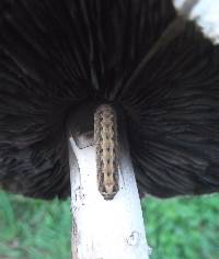 Agaricus campestris image