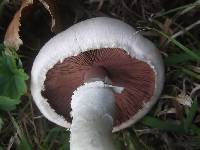 Agaricus campestris image