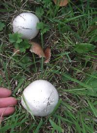 Agaricus campestris image