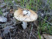 Amanita velosa image