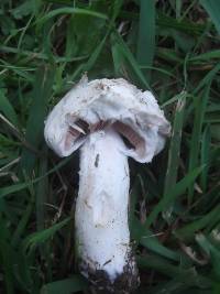 Agaricus campestris image