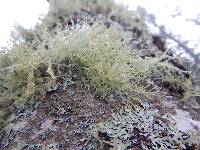 Usnea hirta image