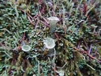 Cladonia chlorophaea image