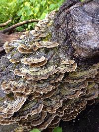 Trametes versicolor image