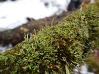 Cladonia coniocraea image