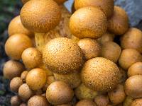 Gymnopilus junonius image