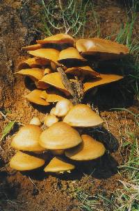 Gymnopilus junonius image