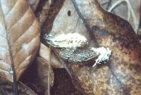 Image of Cordyceps bassiana