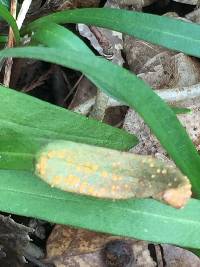 Puccinia mariae-wilsoniae image