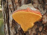 Fomitopsis pinicola image