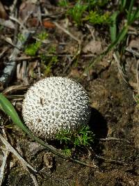 Lycoperdon marginatum image