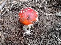 Amanita muscaria image