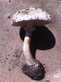 Chlorophyllum brunneum image