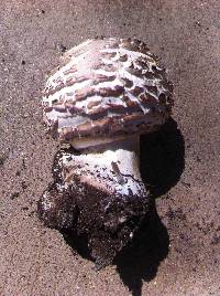 Chlorophyllum brunneum image