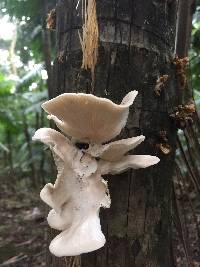 Pleurotus ostreatus image