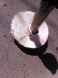 Chlorophyllum brunneum image