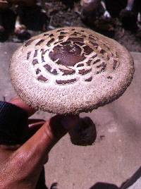 Chlorophyllum brunneum image