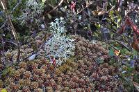 Cladonia portentosa image