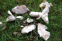 Russula grisea image