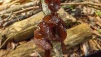 Auricularia auricula-judae image