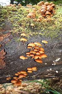 Galerina patagonica image