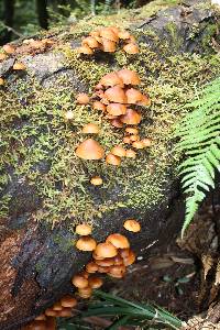 Galerina patagonica image