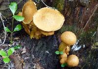 Gymnopilus junonius image