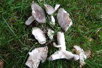 Russula grisea image