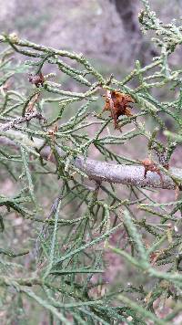 Gymnosporangium juniperi-virginianae image