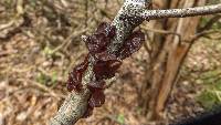 Auricularia auricula-judae image