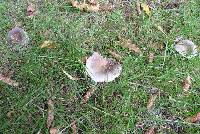 Russula grisea image