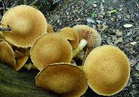 Gymnopilus junonius image