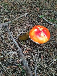 Amanita muscaria subsp. flavivolvata image