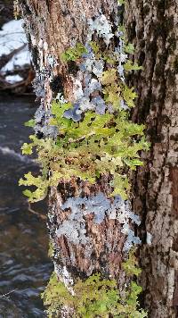 Lobaria pulmonaria image