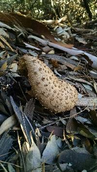 Chlorophyllum brunneum image