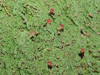 Baeomyces heteromorphus image